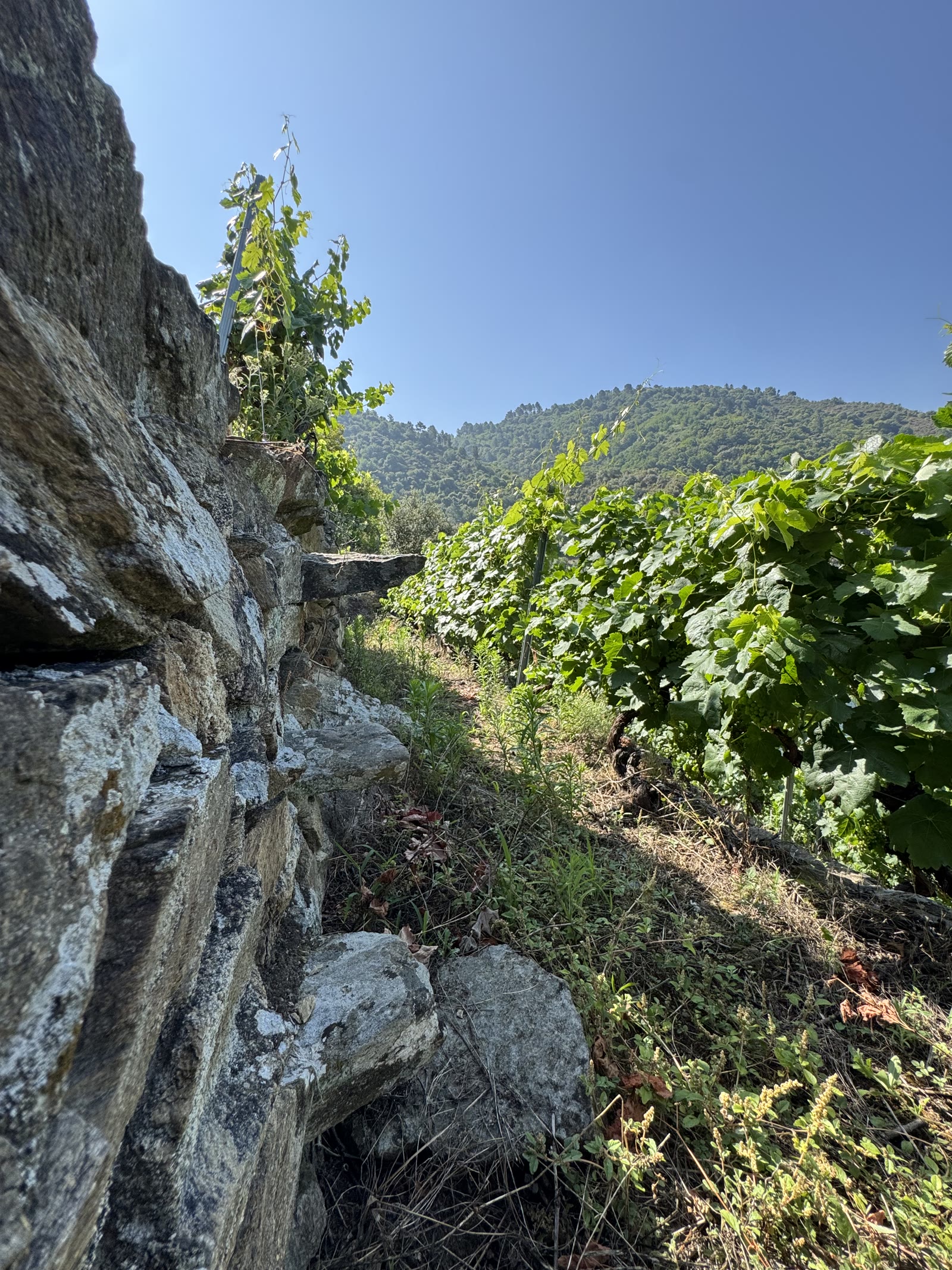 Cepas plantadas en la ladera de Doade